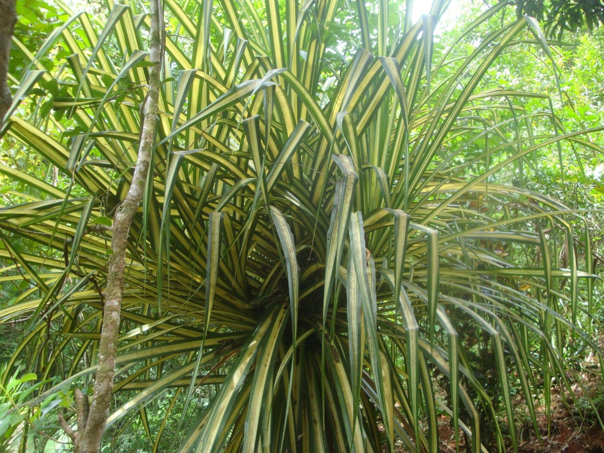 Isla Violin Eco-Lodge Drake Bay Exterior foto