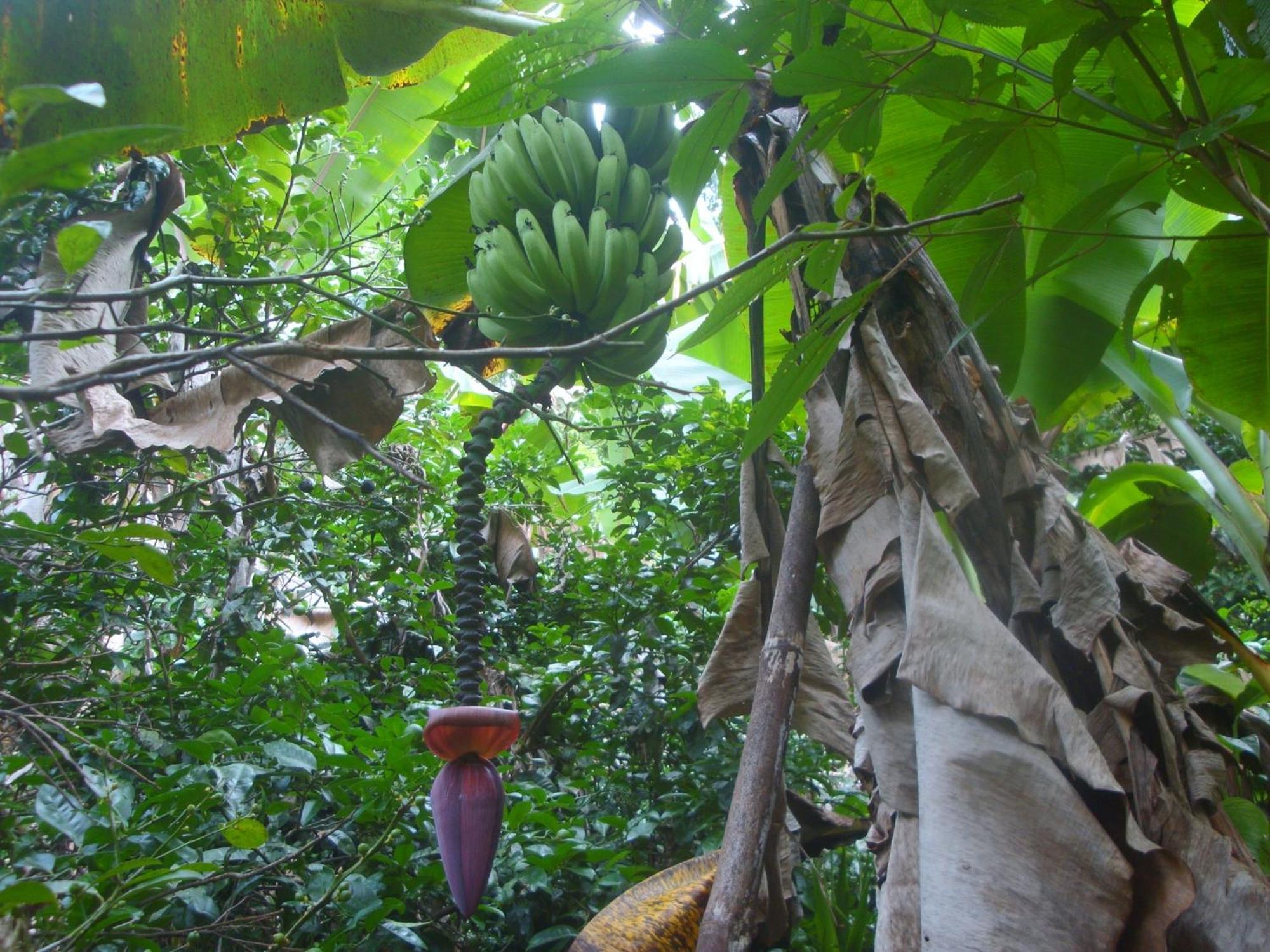 Isla Violin Eco-Lodge Drake Bay Exterior foto